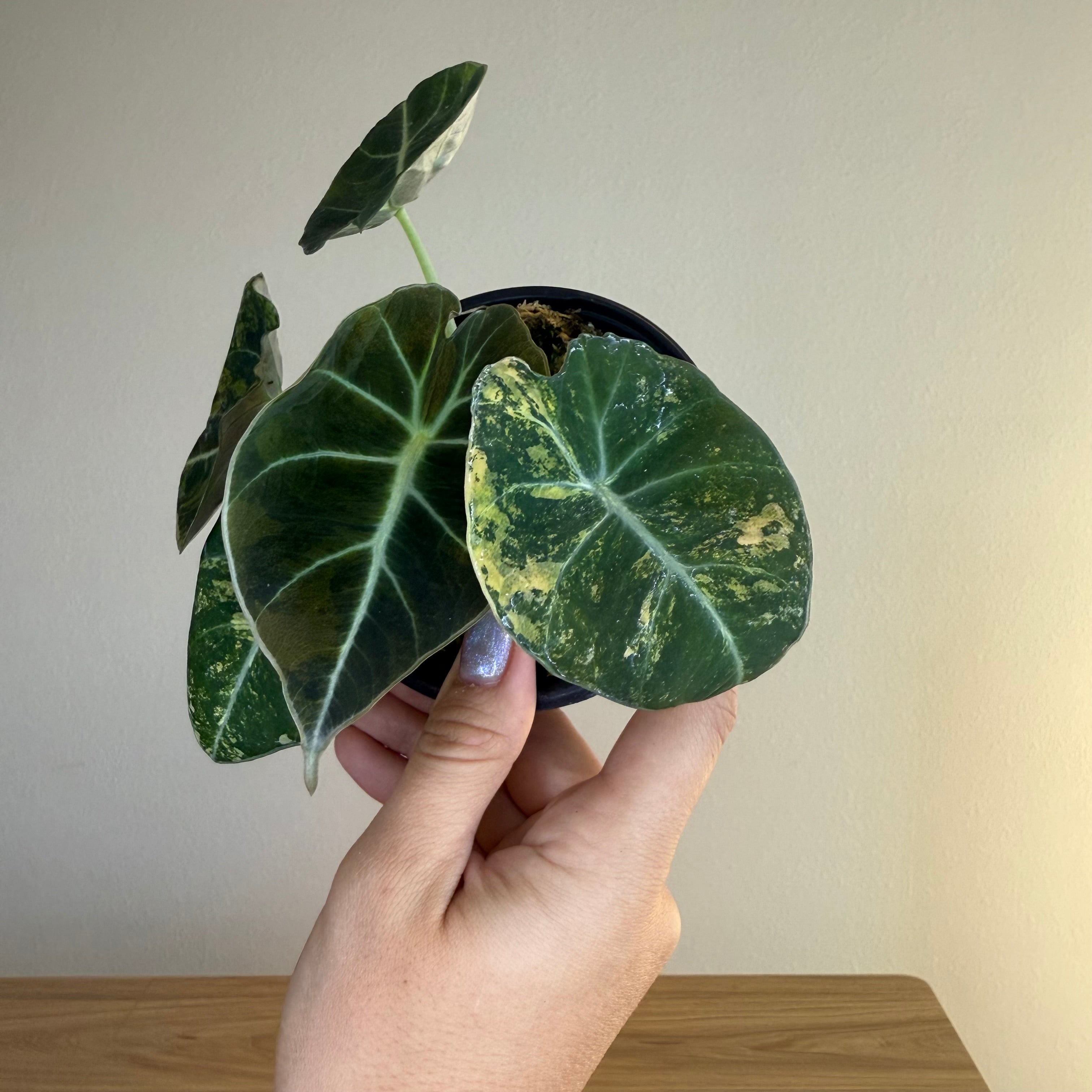 Alocasia black velvet gold