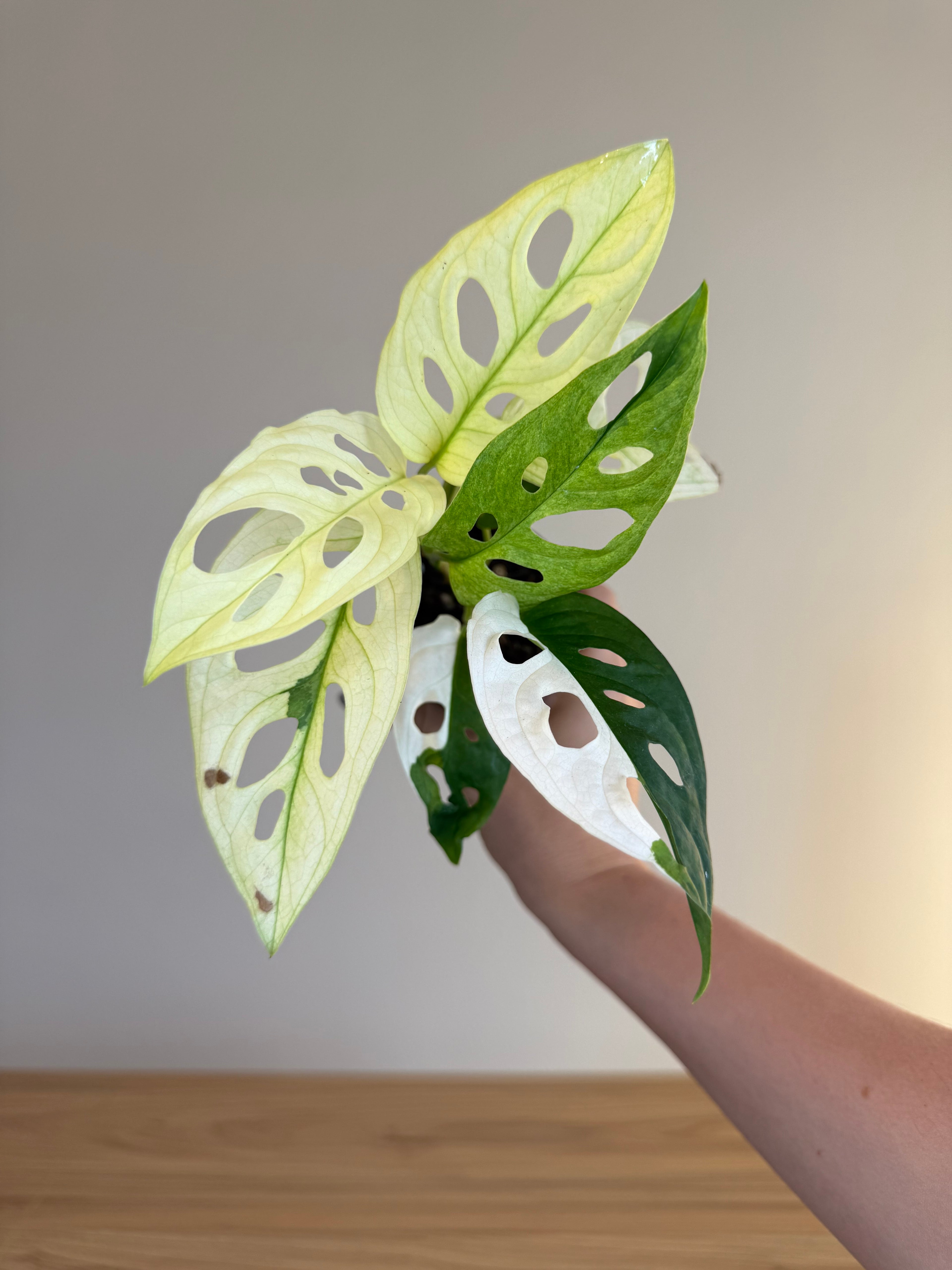 Monstera Adansonii variegated