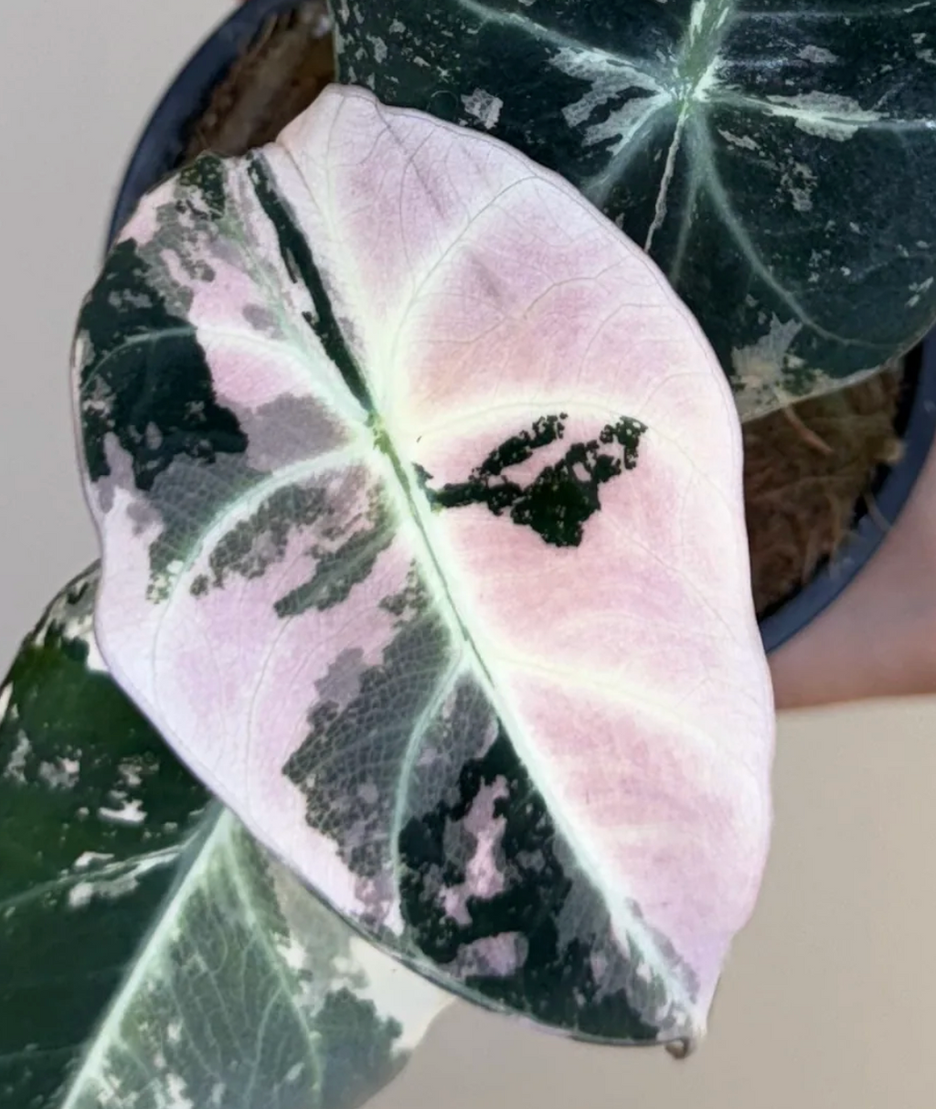 Alocasia Black Velvet Pink 3”