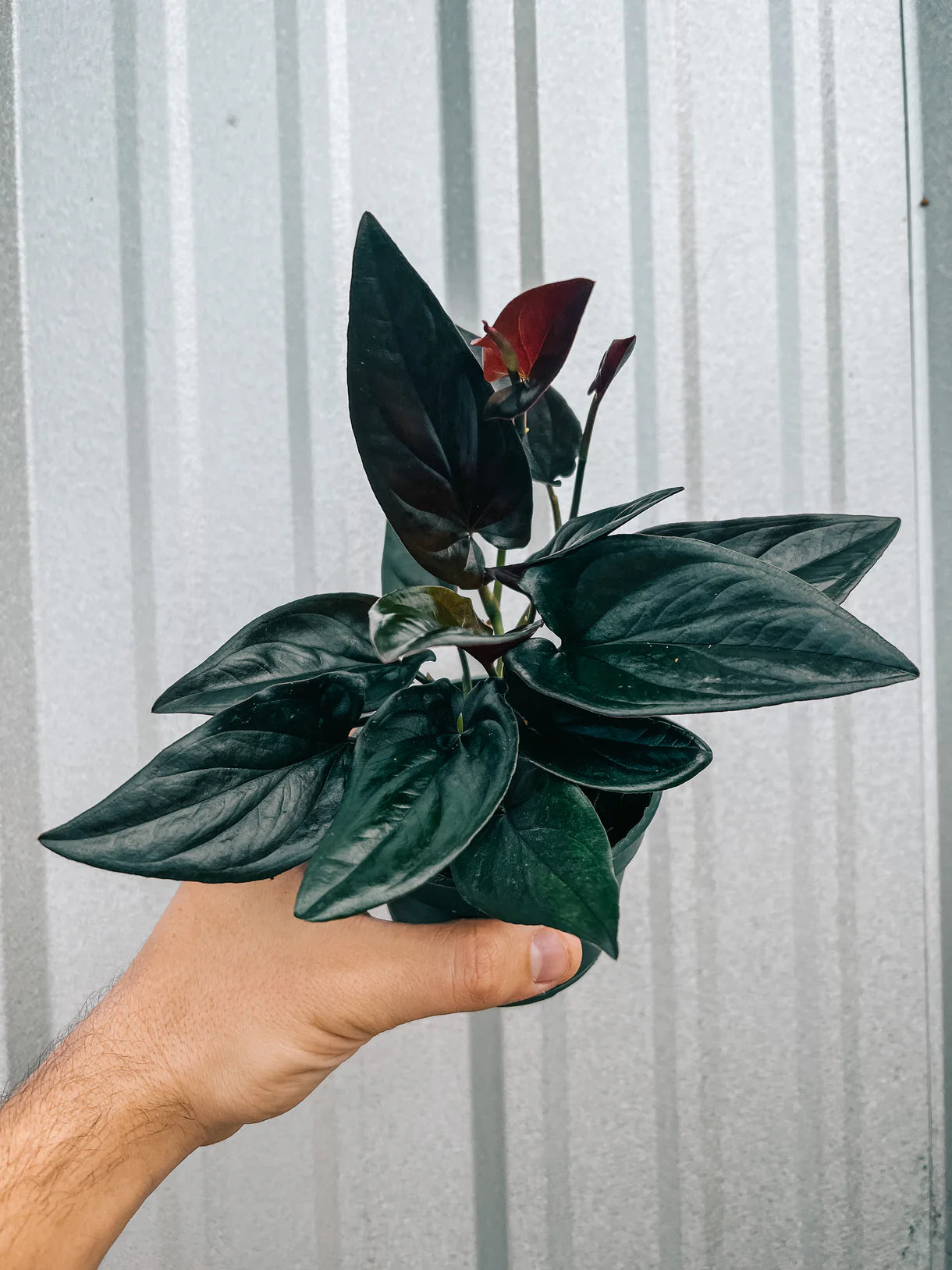 Syngonium Erythrophyllum 'Red Arrow'