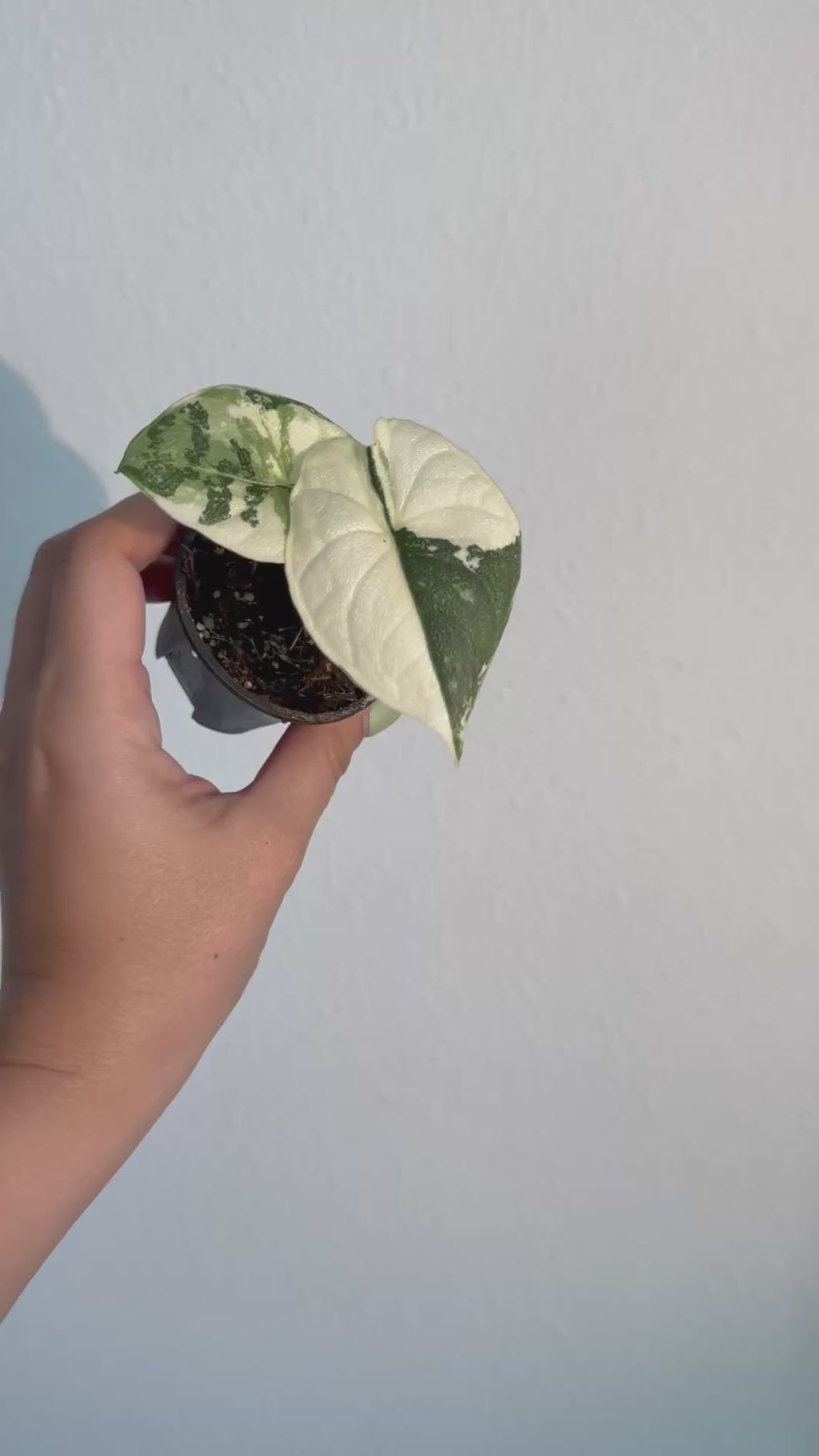 Alocasia Melo Albo 2”