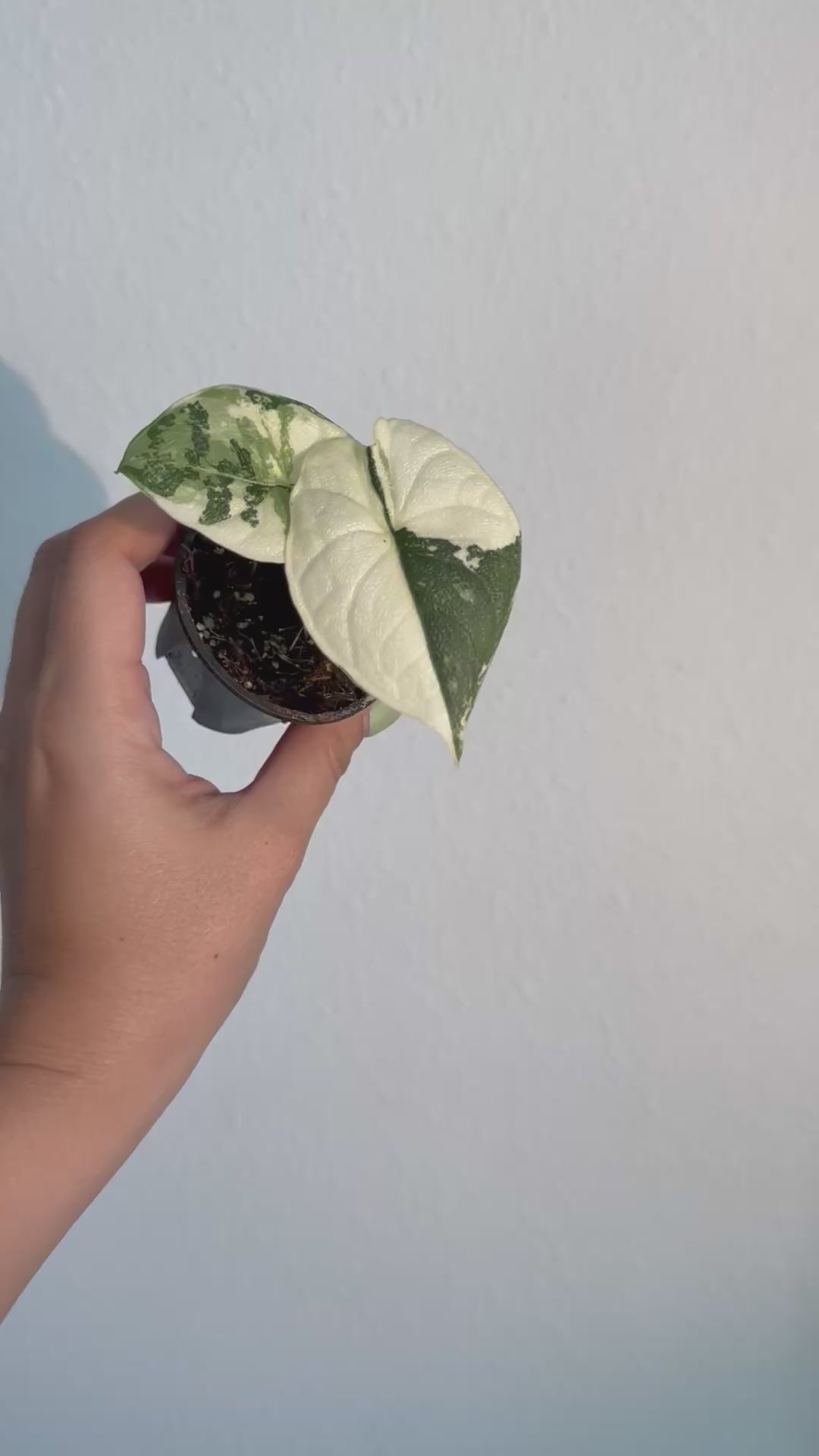 Alocasia Melo Albo 2”