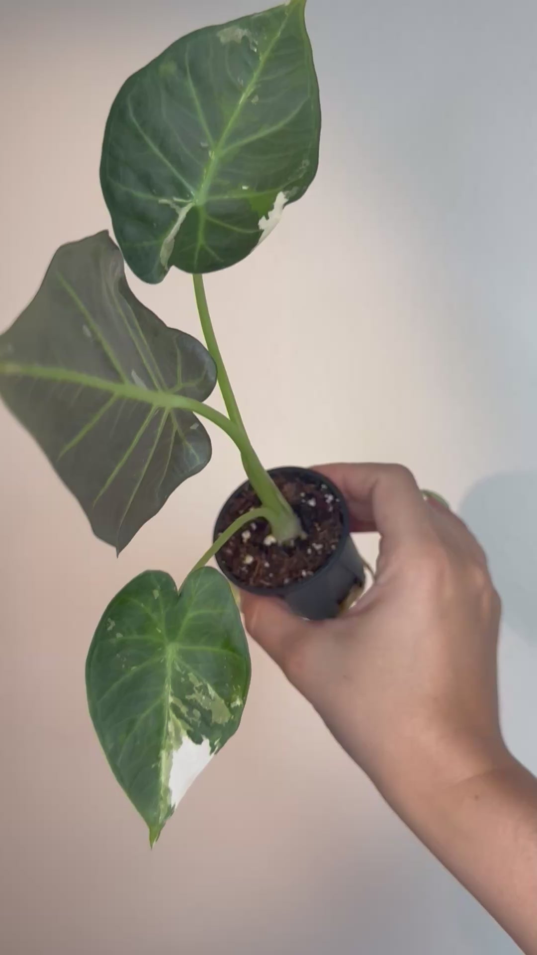 Alocasia Regal Shield Albo