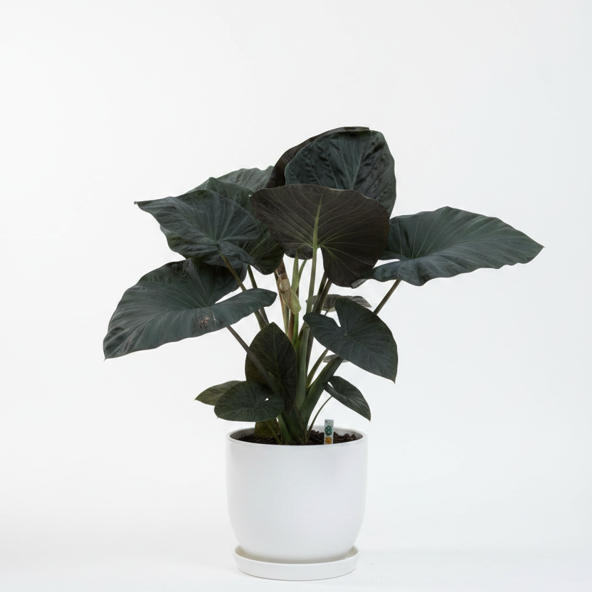Regal Shields Elephant Ears (Alocasia 'Regal Shields') - 1 gallon