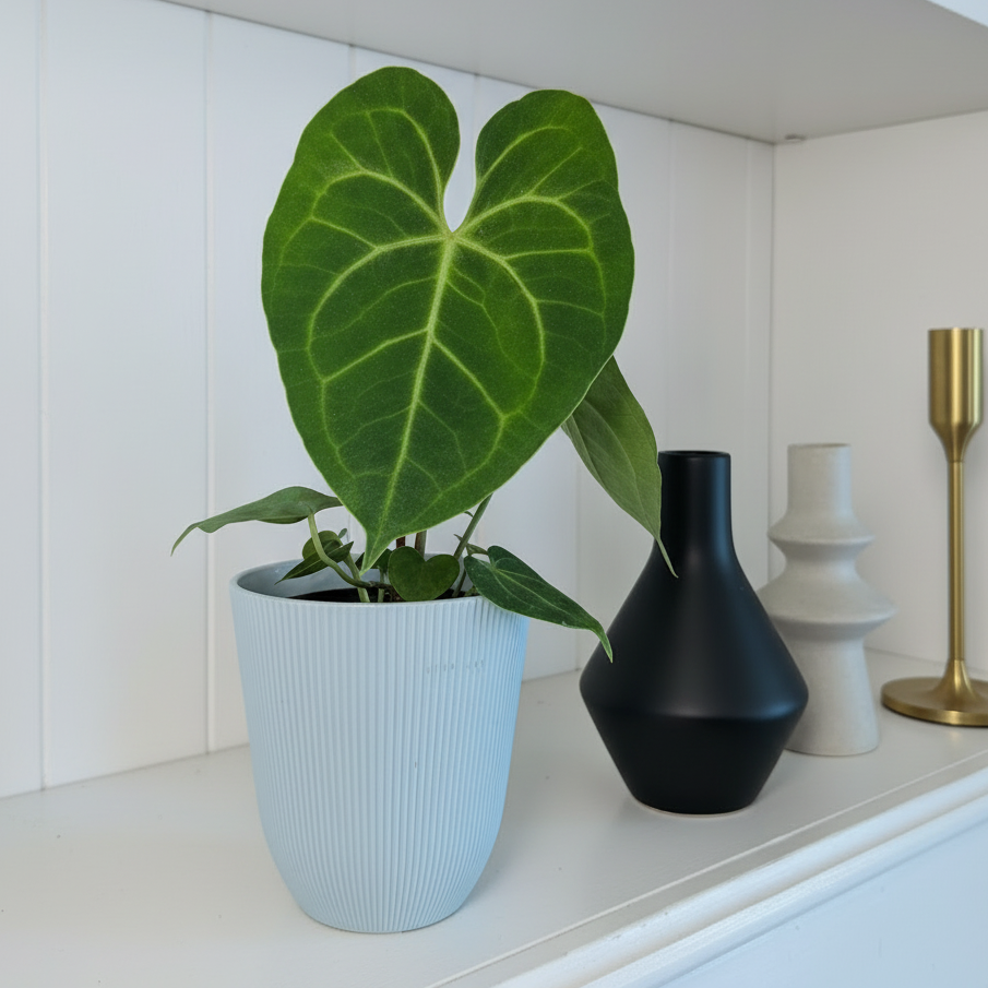 Anthurium Clarinervium Hybrid - 4 Inch Indoor Houseplant
