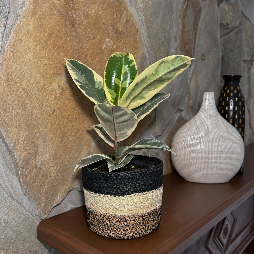 Variegated Rubber Plant (Ficus Elastica 'Tineke') - 6 Inch Indoor Houseplant