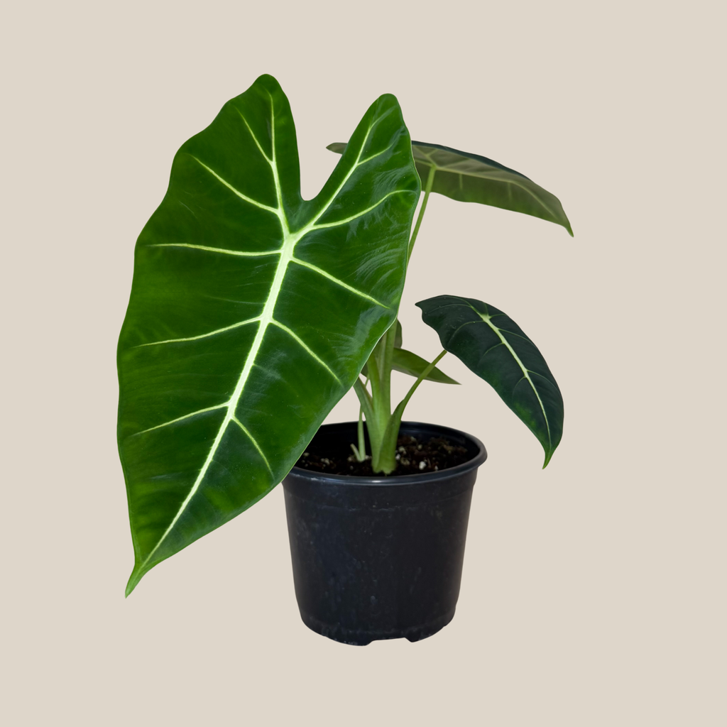 Alocasia Frydek (Alocasia Micholitziana 'Frydek') - 6 Inch Indoor Houseplant